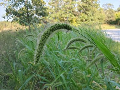 Setaria faberi, photographed by Tom Field