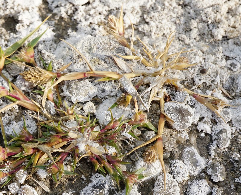 Sporobolus schoenoides, photographed by Patrick Hacker