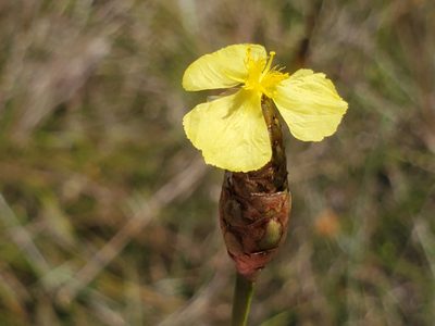 Xyris ambigua, photographed by Samuel A Schmid, PhD, PWS