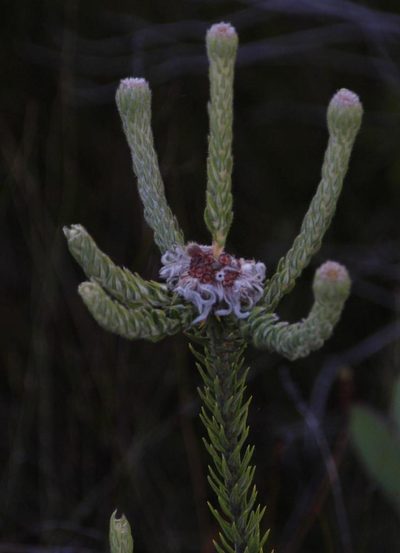 Phylica trachyphylla, photographed by Tony Rebelo