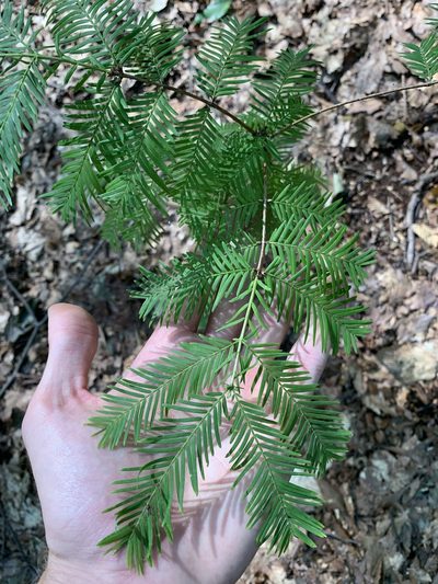 Metasequoia glyptostroboides, photographed by Andrew Conboy