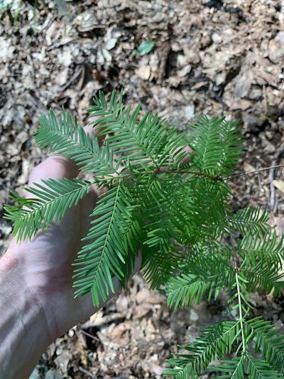 Metasequoia glyptostroboides, photographed by Andrew Conboy