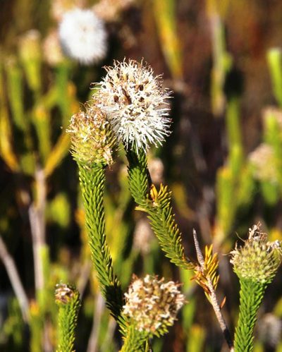 Stilbe albiflora, photographed by Tony Rebelo