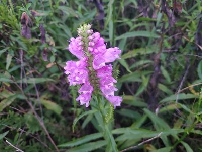 Physostegia virginiana, photographed by Luke Wildfire