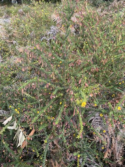 Bossiaea cordifolia, photographed by libby hepburn