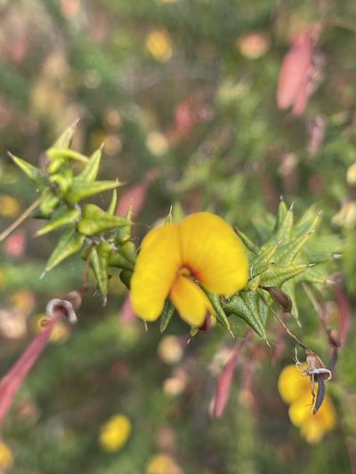 Bossiaea cordifolia, photographed by libby hepburn
