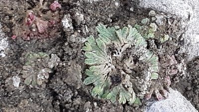 Riccia frostii, photographed by Tait Sougstad