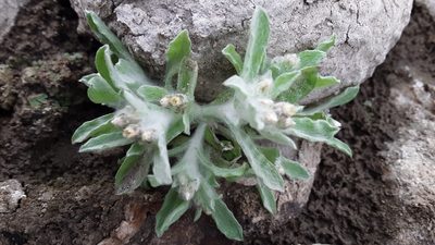 Gnaphalium palustre, photographed by Tait Sougstad