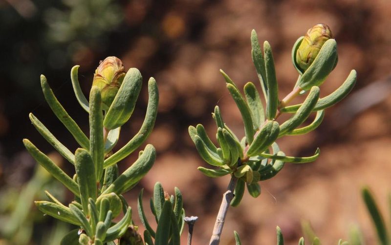 Pteronia glabrata, photographed by Tony Rebelo