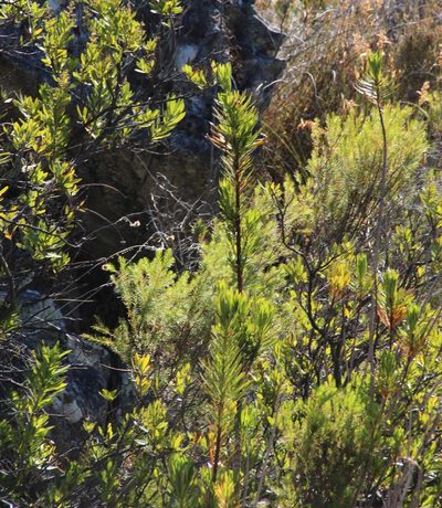 Ixianthes retzioides, photographed by Tony Rebelo