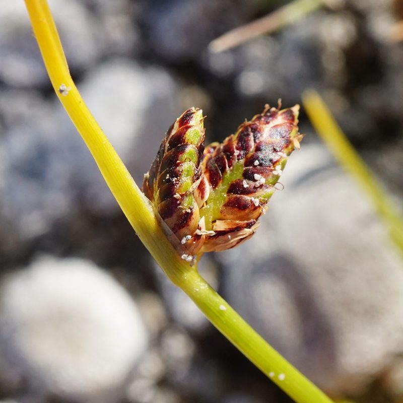 Cyperus pannonicus, photographed by Patrick Hacker