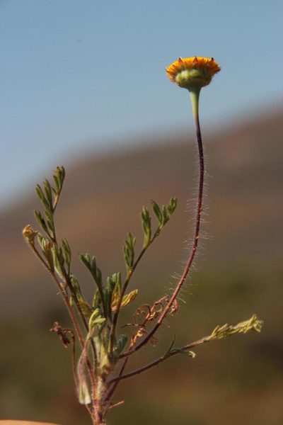 Cotula microglossa, photographed by Tony Rebelo