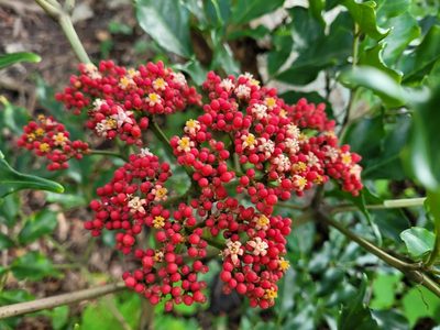 Leea guineensis, photographed by Wes Gapp