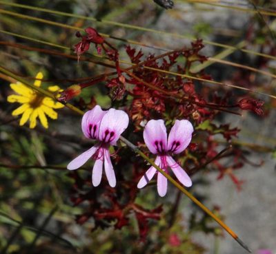 Pelargonium scabroide, photographed by Tony Rebelo