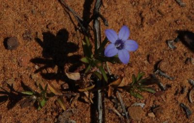 Wahlenbergia oxyphylla, photographed by Tony Rebelo