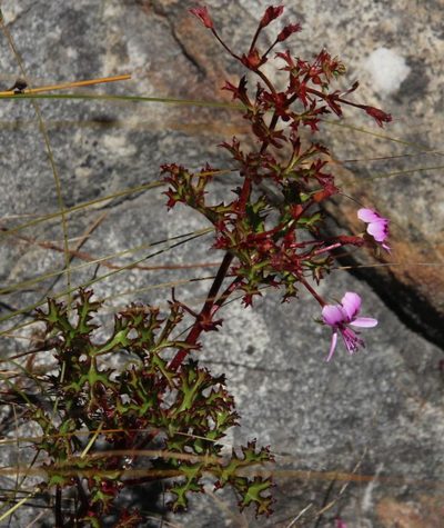 Pelargonium scabroide, photographed by Tony Rebelo