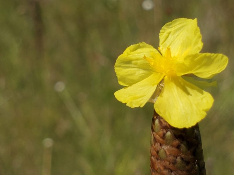 Xyris ambigua, photographed by Samuel A Schmid, PhD, PWS