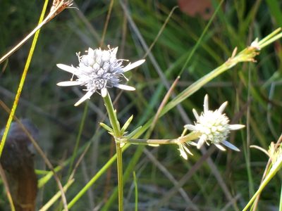 Eryngium integrifolium, photographed by Samuel A Schmid, PhD, PWS