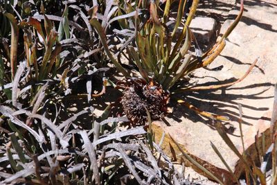 Protea revoluta, photographed by Tony Rebelo