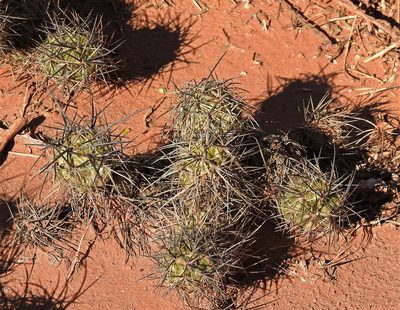 Tephrocactus alexanderi, photographed by Hugo Hulsberg