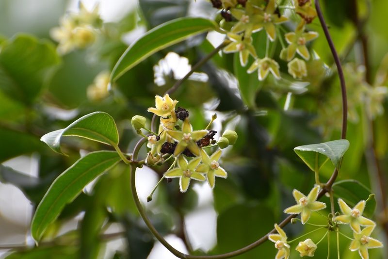 Vailia anomala, photographed by Neptalí Ramírez Marcial