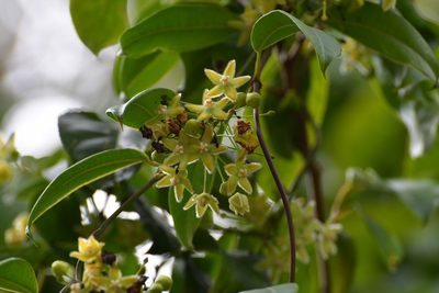Vailia anomala, photographed by Neptalí Ramírez Marcial