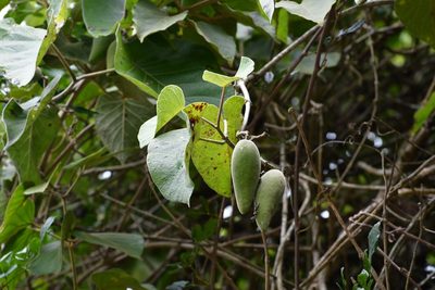 Ruehssia mexicana, photographed by Neptalí Ramírez Marcial