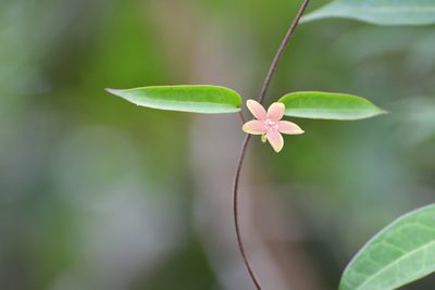 Ruehssia sumiderensis, photographed by Neptalí Ramírez Marcial