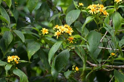 Perymenium grande, photographed by Neptalí Ramírez Marcial