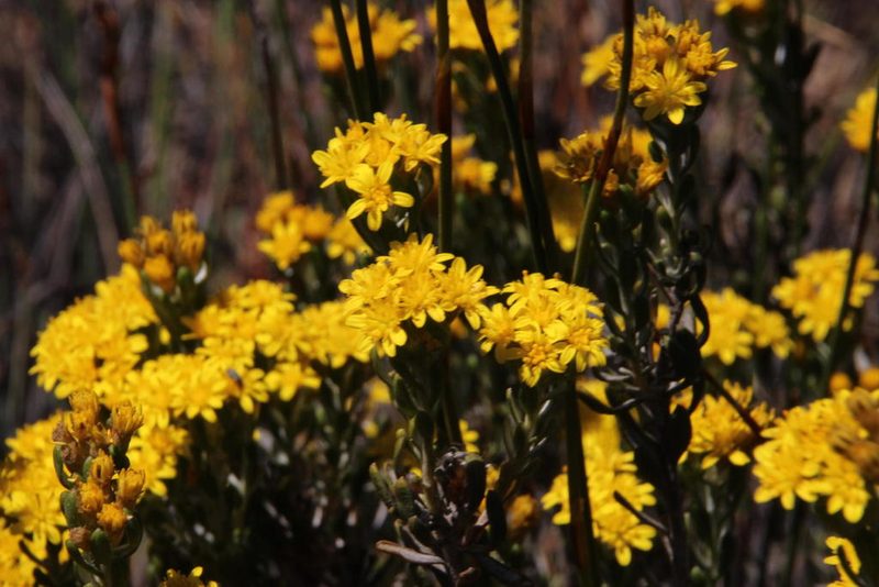 Oedera corymbosa, photographed by Tony Rebelo