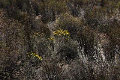 Oedera corymbosa, photographed by Tony Rebelo