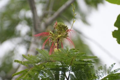 Calliandra calothyrsus, photographed by Neptalí Ramírez Marcial