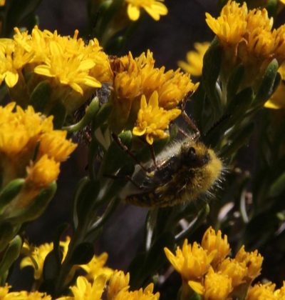 Oedera corymbosa, photographed by Tony Rebelo