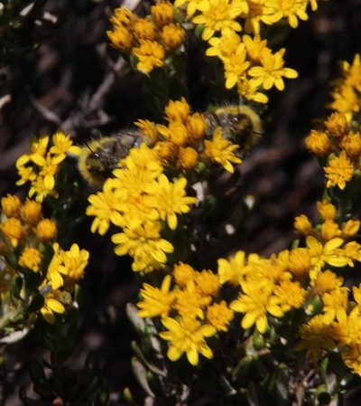 Oedera corymbosa, photographed by Tony Rebelo