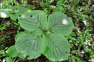 Spigelia splendens, photographed by Neptalí Ramírez Marcial