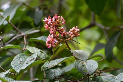 Heteropterys brachiata, photographed by Neptalí Ramírez Marcial
