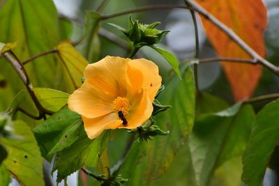 Dendrosida sharpiana, photographed by Neptalí Ramírez Marcial