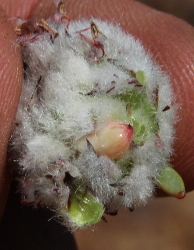 Vexatorella amoena, photographed by Tony Rebelo