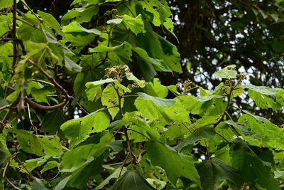 Heliocarpus terebinthinaceus, photographed by Neptalí Ramírez Marcial