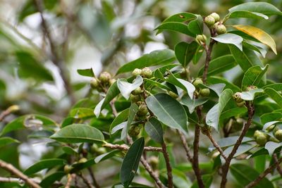 Ficus pertusa, photographed by Neptalí Ramírez Marcial