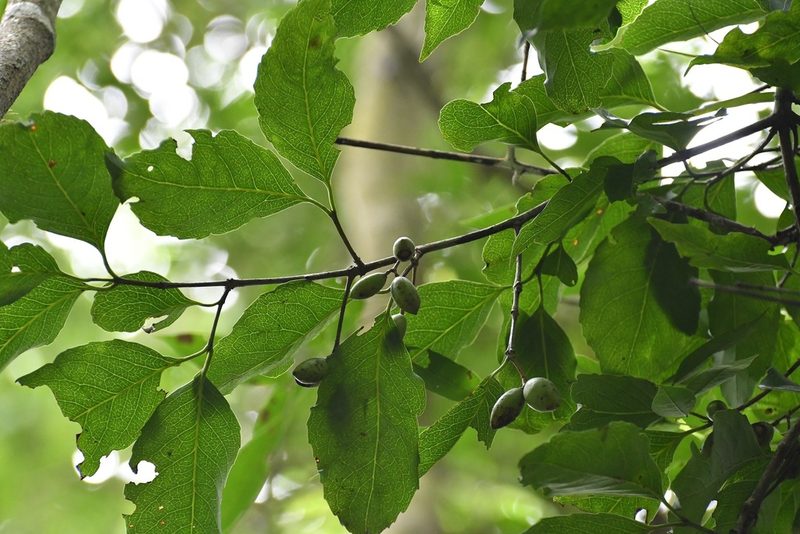 Elaeodendron xylocarpum, photographed by Neptalí Ramírez Marcial