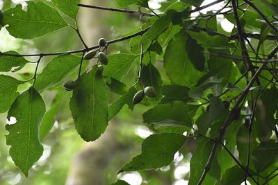 Elaeodendron xylocarpum, photographed by Neptalí Ramírez Marcial