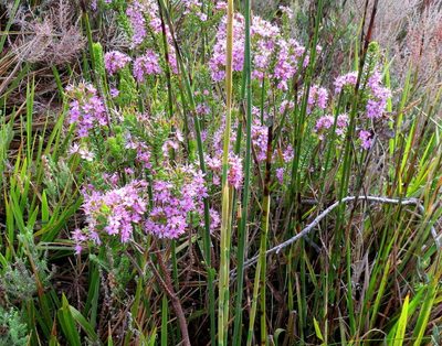 Agathosma odoratissima, photographed by Di Turner