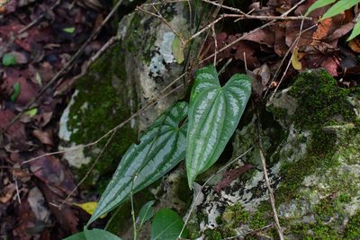Dioscorea cyanisticta, photographed by Neptalí Ramírez Marcial