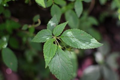 Achimenes warszewicziana, photographed by Neptalí Ramírez Marcial