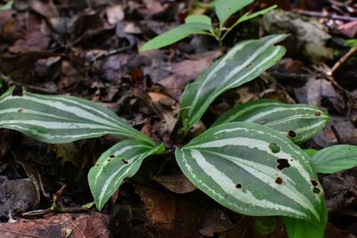 Sarcoglottis sceptrodes, photographed by Neptalí Ramírez Marcial