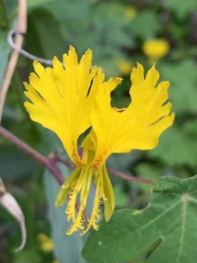 Tropaeolum peregrinum, photographed by Line Juul Nielsen