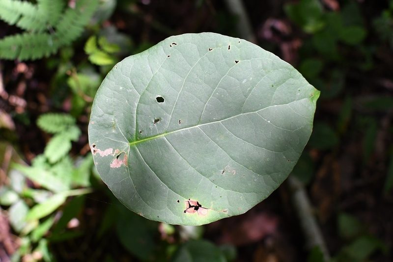 Coccoloba acapulcensis, photographed by Neptalí Ramírez Marcial