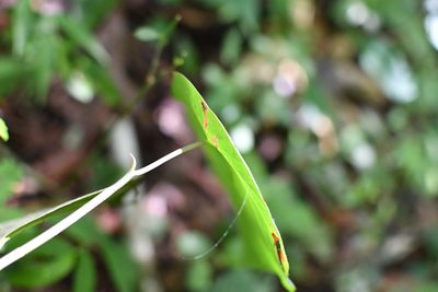 Coccoloba acapulcensis, photographed by Neptalí Ramírez Marcial