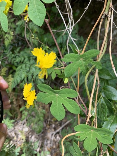 Tropaeolum peregrinum, photographed by Line Juul Nielsen
